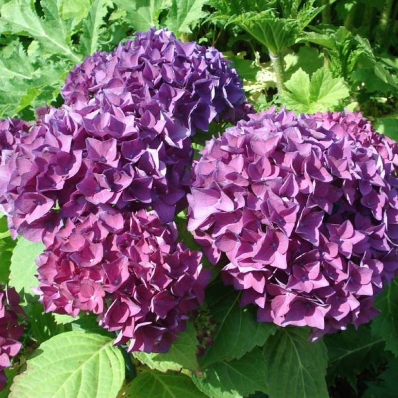 Hydrangea macrophylla Hovaria Hobergine (Flowering)