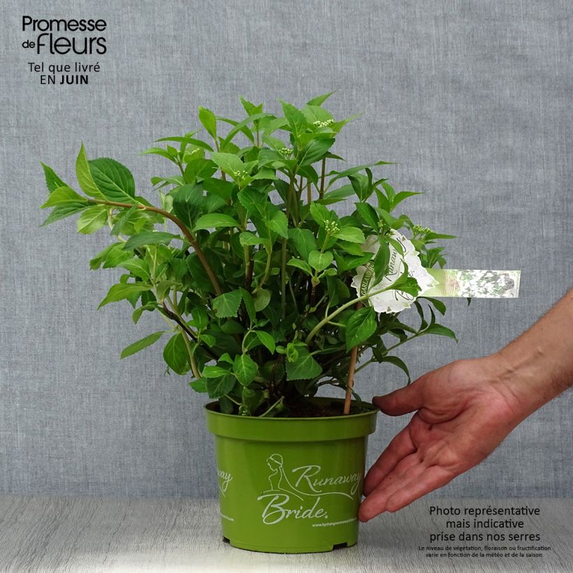 Hydrangea Runaway Bride Snow White 1.5L/2L pot sample as delivered in summer