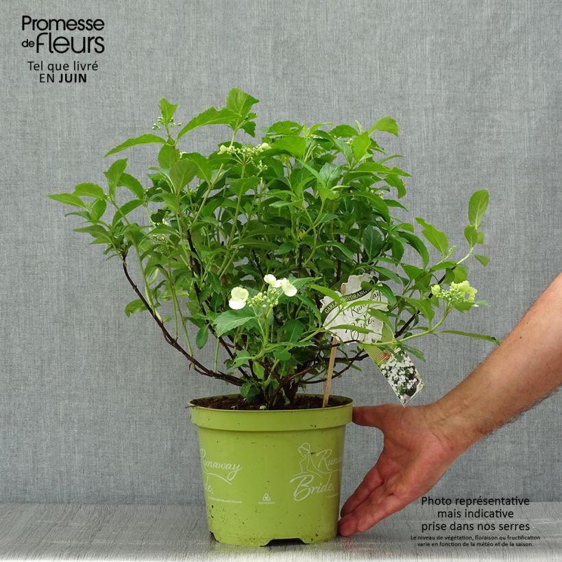 Hydrangea Runaway Bride Snow White 3L/4L pot sample as delivered in summer