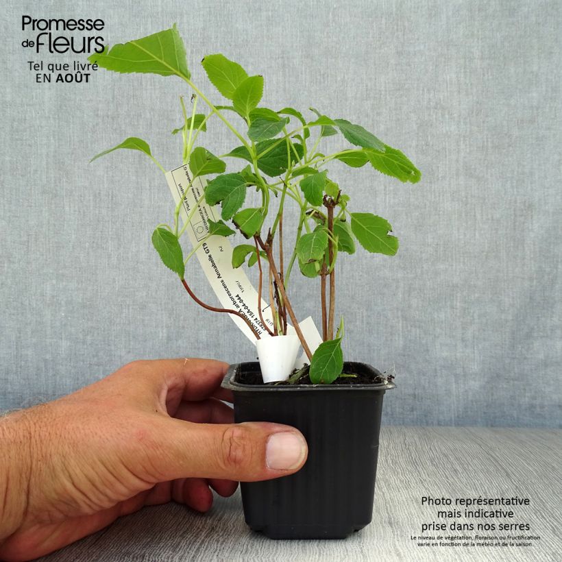 Hydrangea arborescens Annabelle 8/9 cm pot sample as delivered in summer