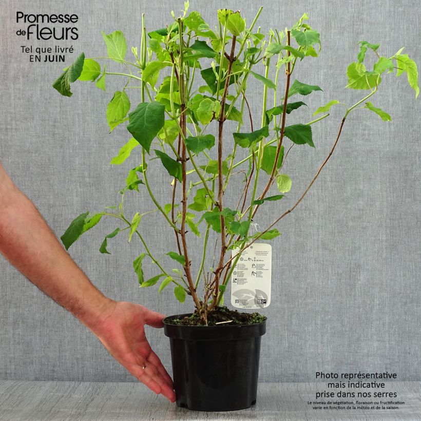 Hydrangea arborescens Annabelle 2L/3L pot sample as delivered in summer