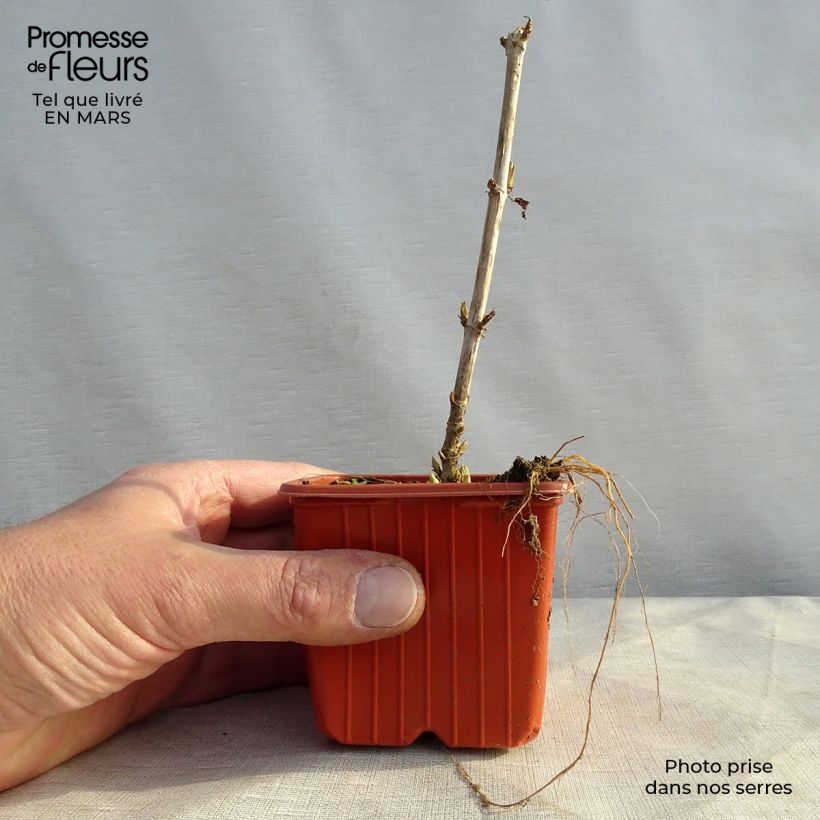 Hydrangea arborescens Golden Annabelle 8/9 cm pot sample as delivered in spring