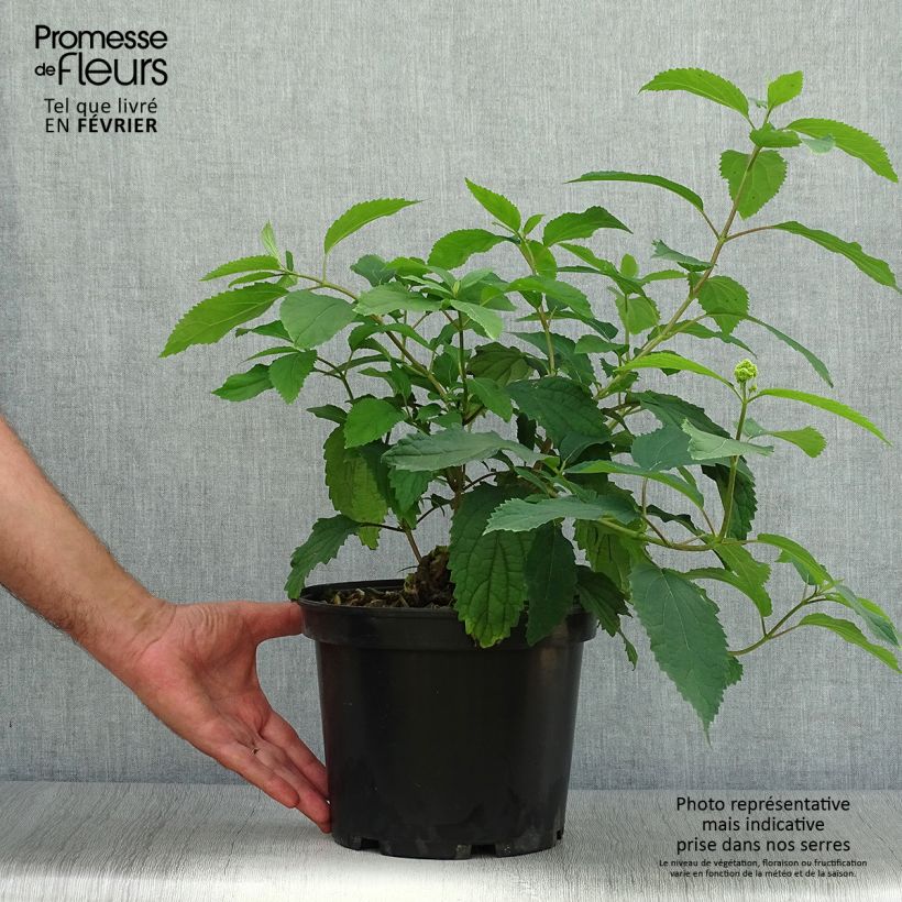Hydrangea arborescens Hayes Starburst 3L/4L pot sample as delivered in autumn
