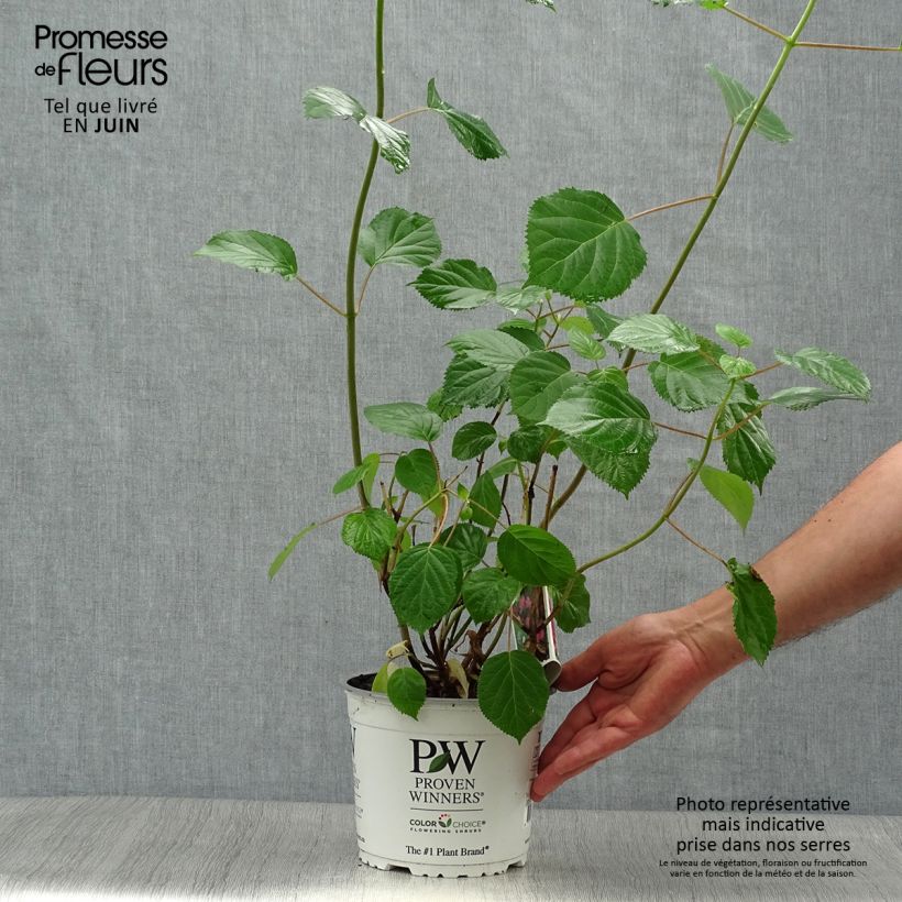 Hydrangea arborescens Pink Annabelle - Invicibelle 2L/3L pot sample as delivered in summer