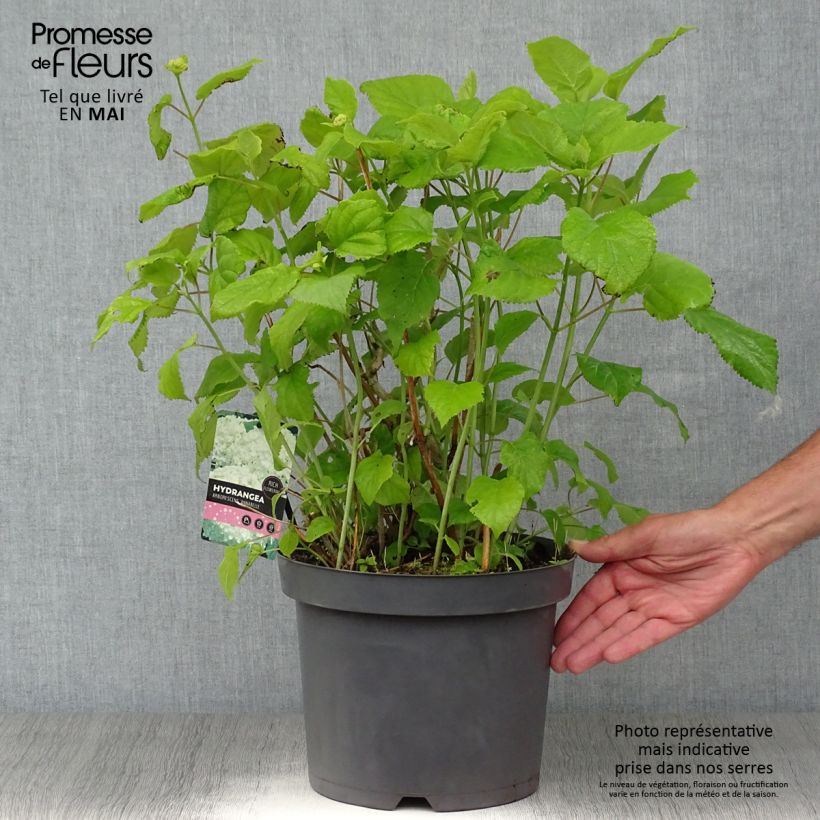 Hydrangea arborescens Pink Annabelle - Invicibelle 7.5L/10L pot sample as delivered in spring