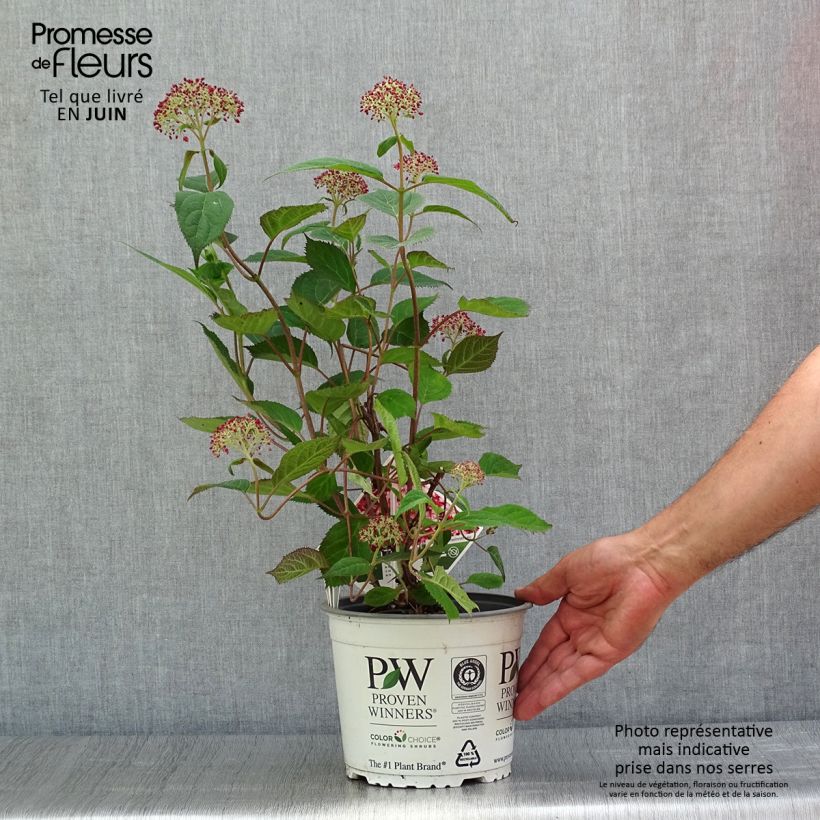 Hydrangea arborescens Ruby Annabelle 2L/3L pot sample as delivered in summer