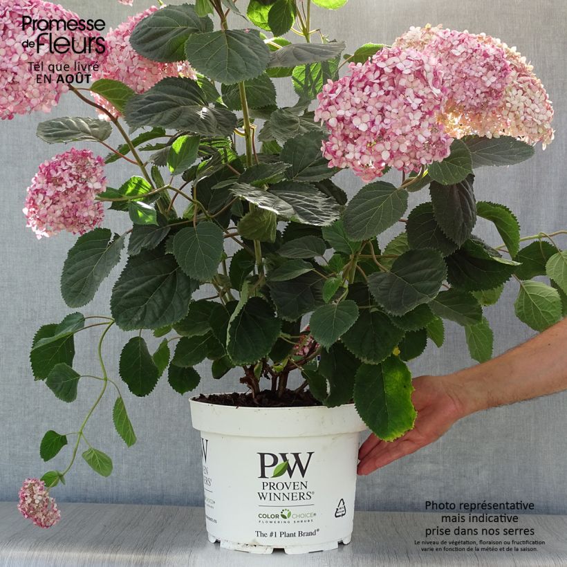 Hydrangea arborescens Ruby Annabelle 4L/5L pot sample as delivered in summer
