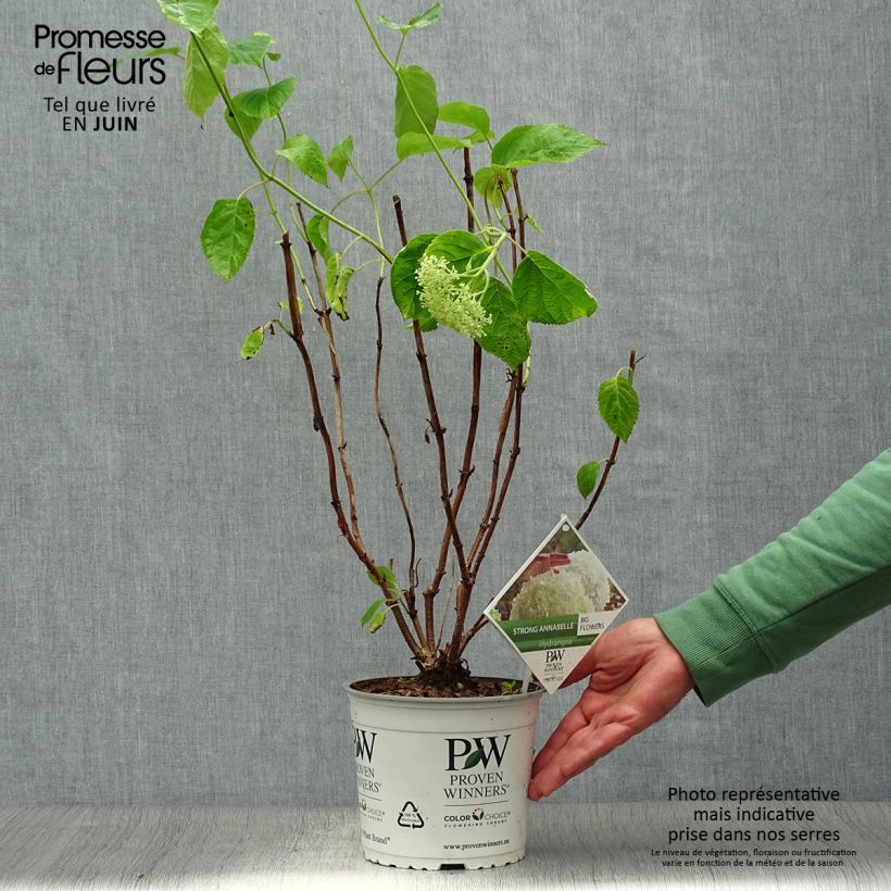 Hydrangea arborescens Strong Annabelle - Incrediball 2L/3L pot sample as delivered in summer
