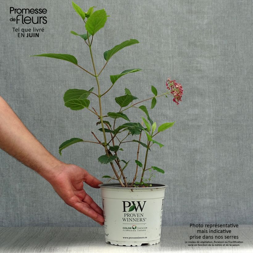 Hydrangea arborescens Sweet Annabelle 2L/3L pot sample as delivered in summer
