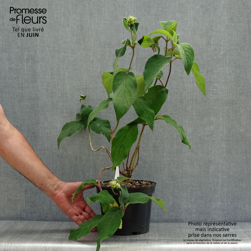 Hydrangea aspera Anthony Bullivant 3L/4L pot sample as delivered in summer