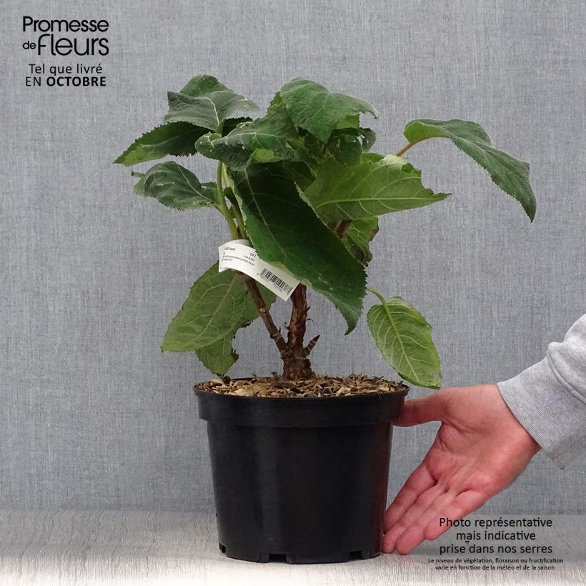 Hydrangea aspera Bellevue 4L/5L pot sample as delivered in autumn