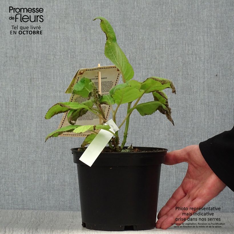 Hydrangea aspera subsp. sargentiana Goldrush 2L/3L pot sample as delivered in autumn