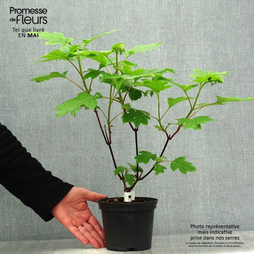 Hydrangea aspera subsp. sargentiana Goldrush 2L/3L pot sample as delivered in spring