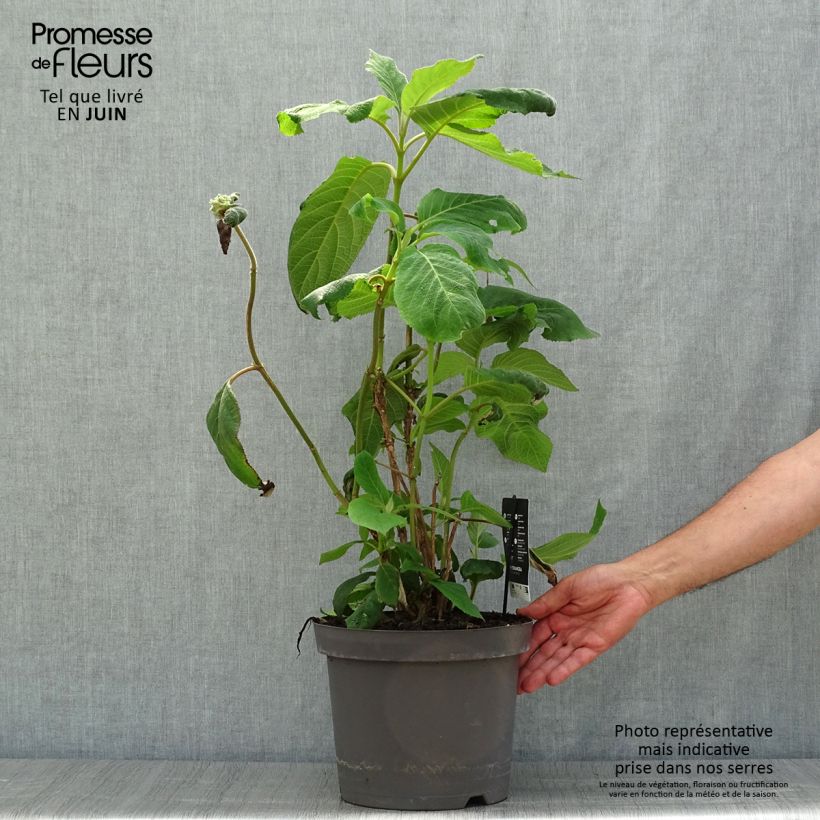Hydrangea aspera Macrophylla 7.5L/10L pot sample as delivered in summer