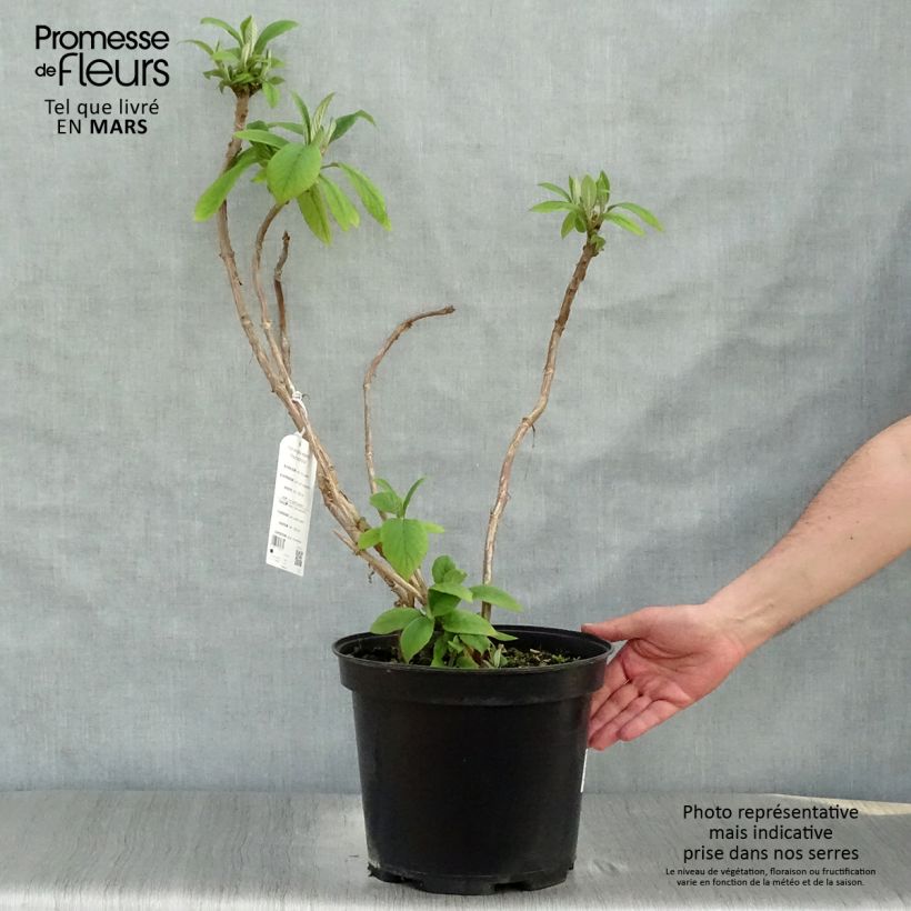Hydrangea aspera Macrophylla sample as delivered in spring