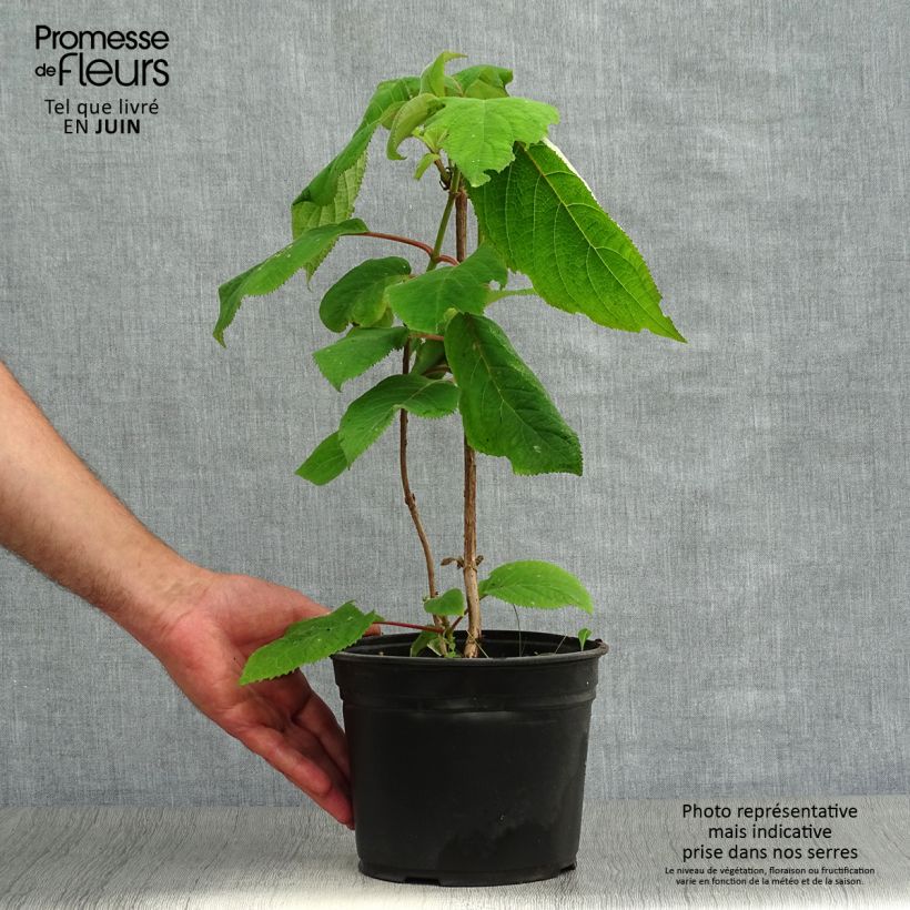 Hydrangea aspera Macrophylla 2L/3L pot sample as delivered in summer