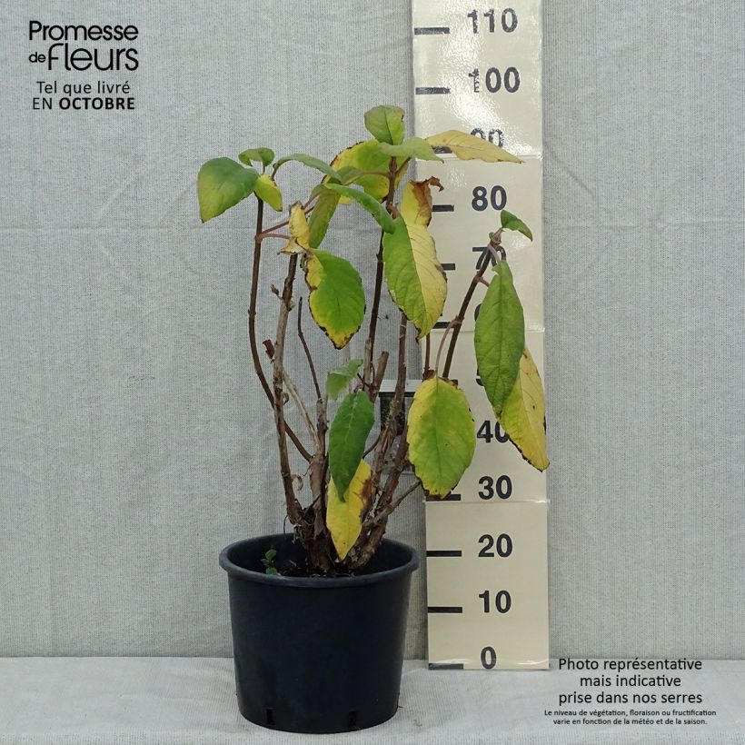 Hydrangea aspera Macrophylla 7.5L/10L pot sample as delivered in autumn