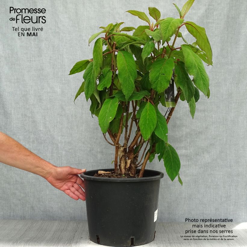 Hydrangea aspera Macrophylla 18L/20L pot sample as delivered in spring