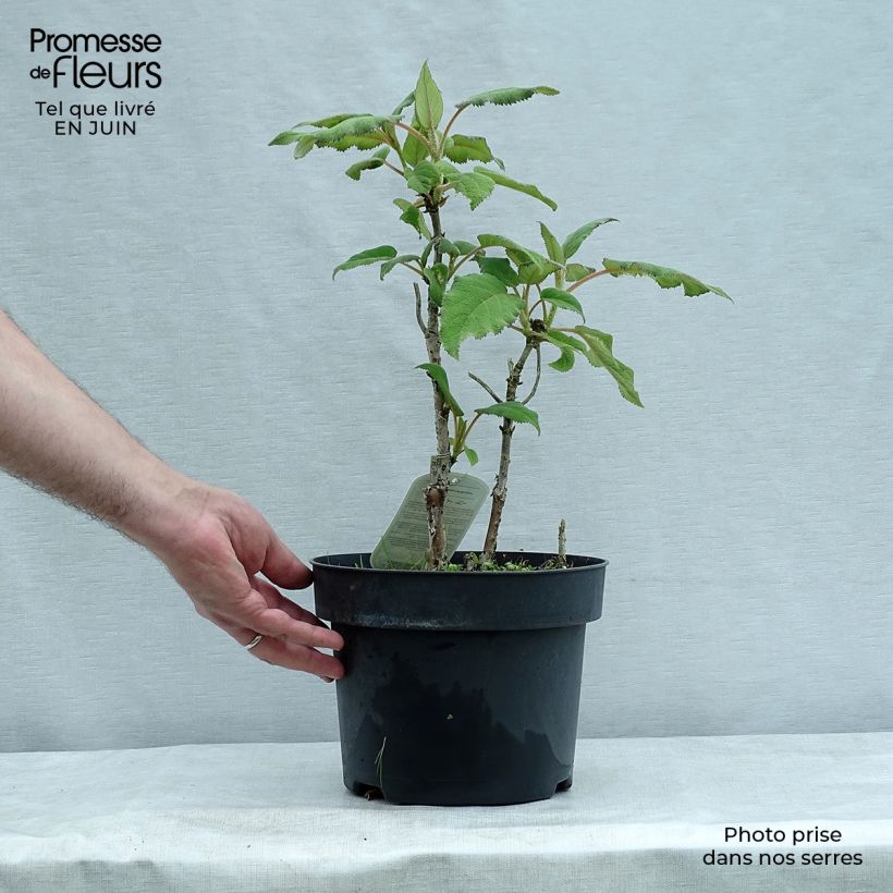 Hydrangea aspera subsp.sargentiana 3L/4L pot sample as delivered in summer