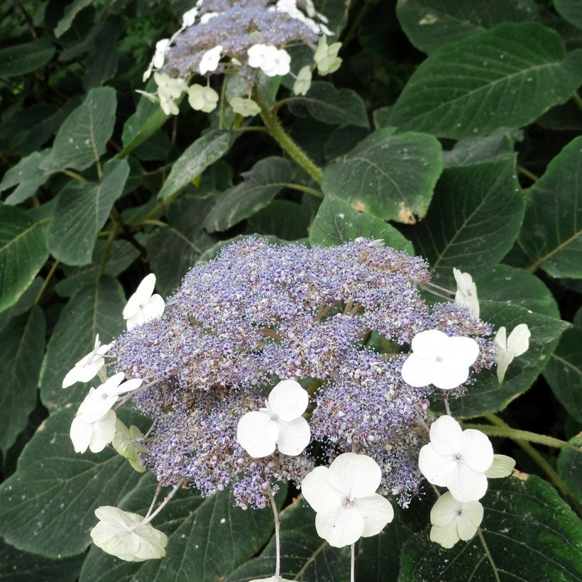 Hydrangea aspera Villosa (Flowering)