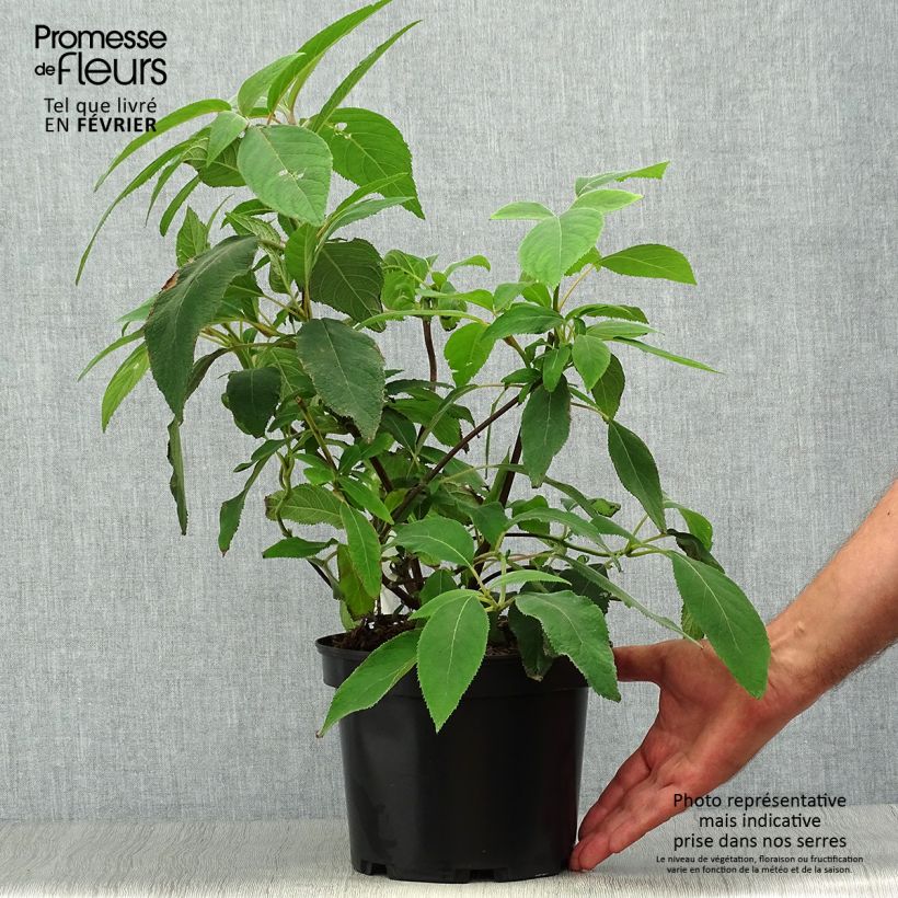 Hydrangea aspera Villosa 3L/4L pot sample as delivered in autumn