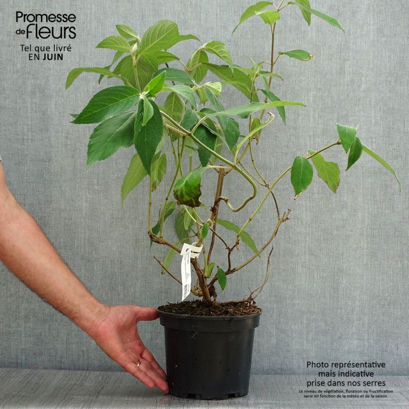 Hydrangea aspera Villosa 3L/4L pot sample as delivered in summer