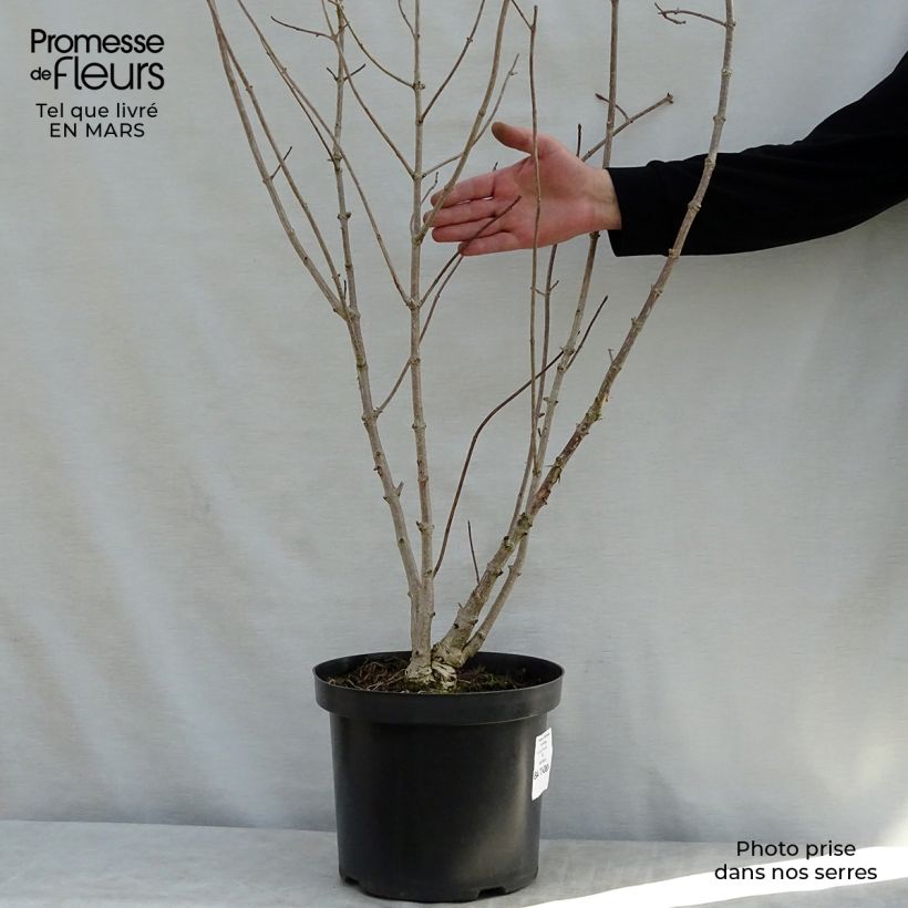 Hydrangea heteromalla 7.5L/10L pot sample as delivered in spring