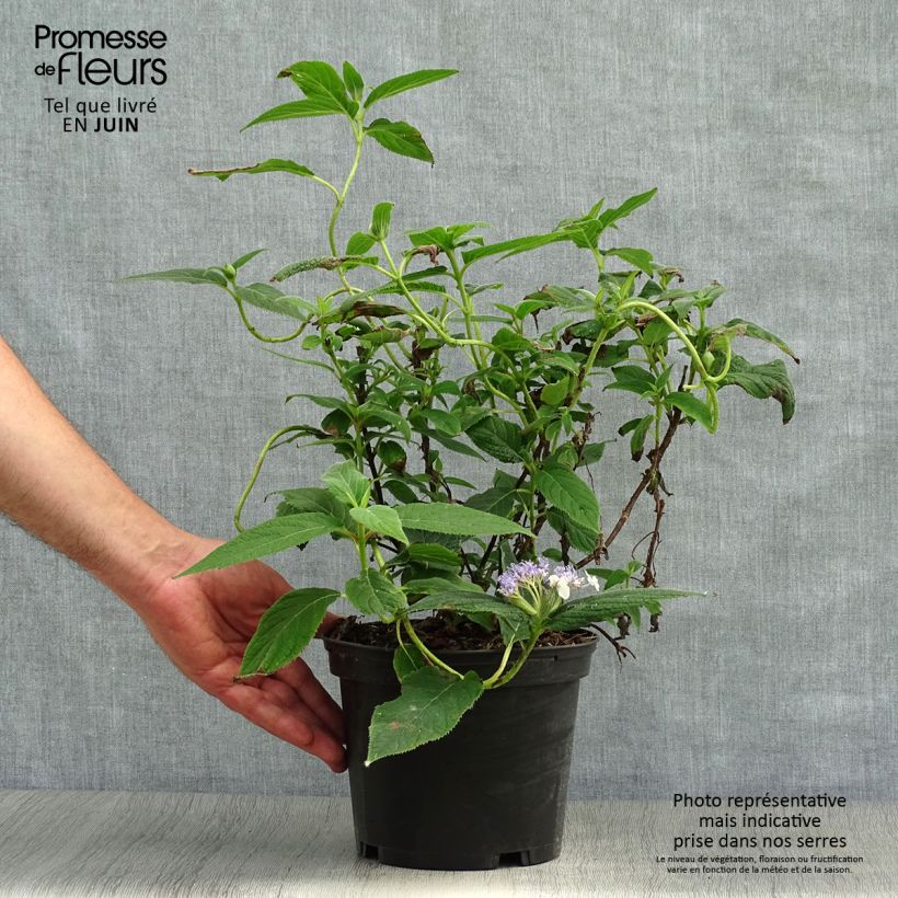 Hydrangea involucrata - Bracted Hydrangea 2L/3L pot sample as delivered in summer