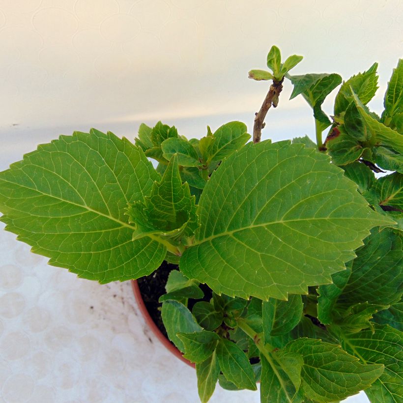 Hydrangea macrophylla Baron Pourpre (Foliage)