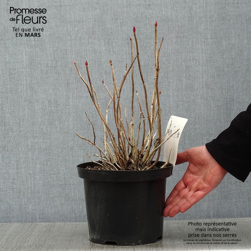 Hydrangea macrophylla Red Baron 4L/5L pot sample as delivered in winter