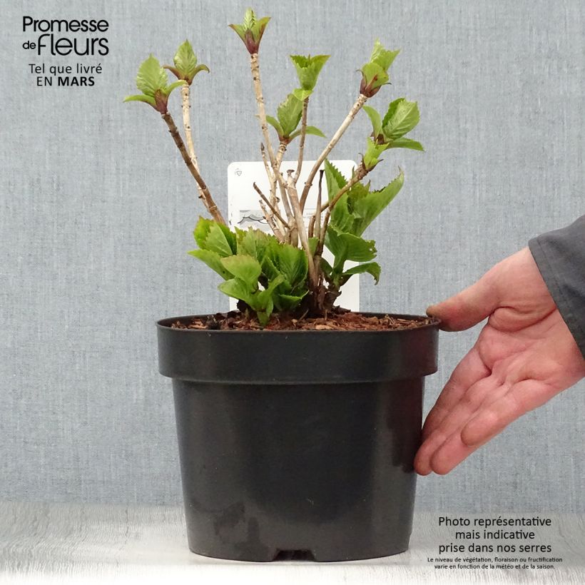 Hydrangea macrophylla Red Baron 4L/5L pot sample as delivered in spring