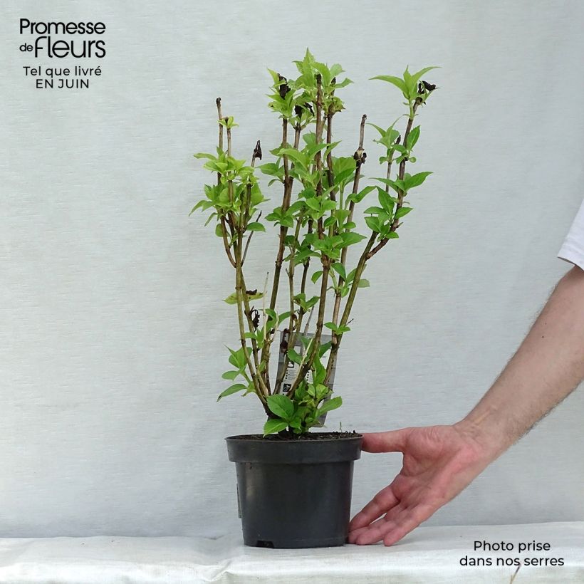 Hydrangea macrophylla Red Baron 2L/3L pot sample as delivered in summer