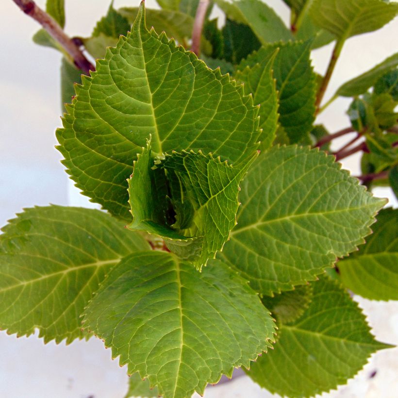 Hydrangea macrophylla Beauté Vendômoise (Foliage)