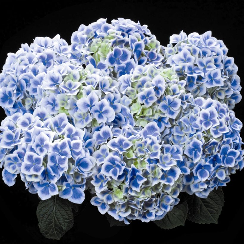 Hydrangea macrophylla Beautensia Dali (Flowering)