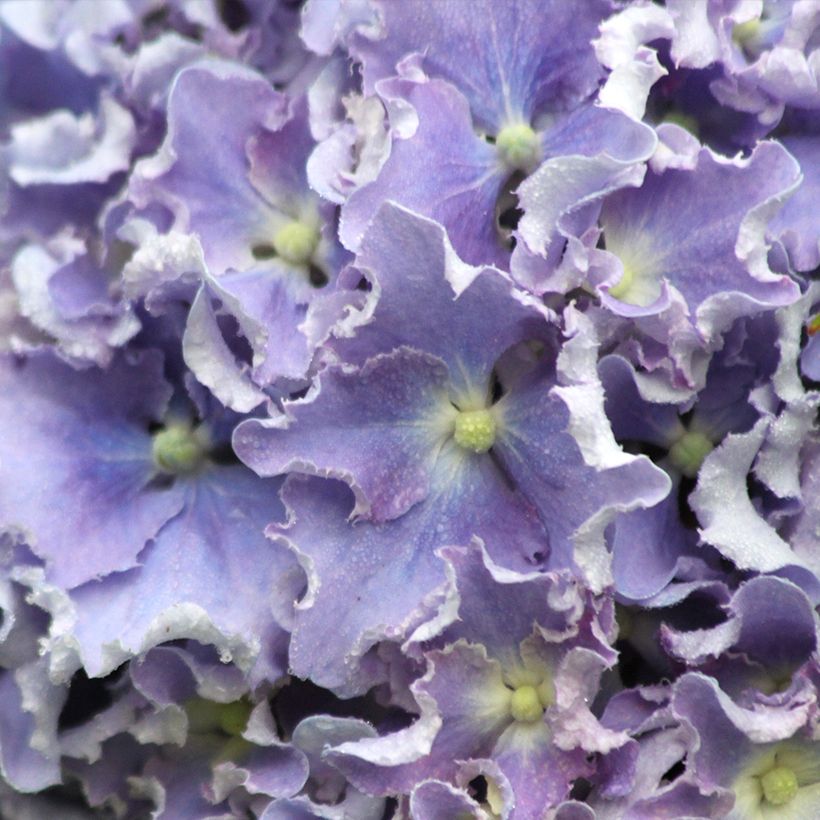 Hydrangea macrophylla Beautensia Spike (Flowering)