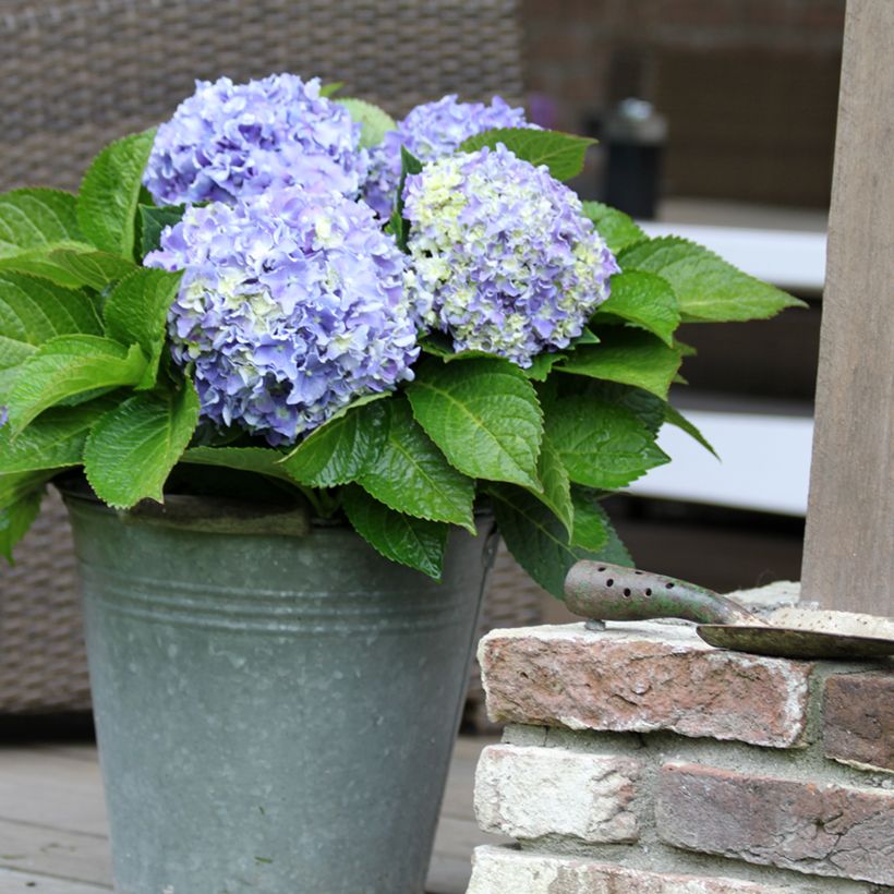 Hydrangea macrophylla Beautensia Spike (Plant habit)