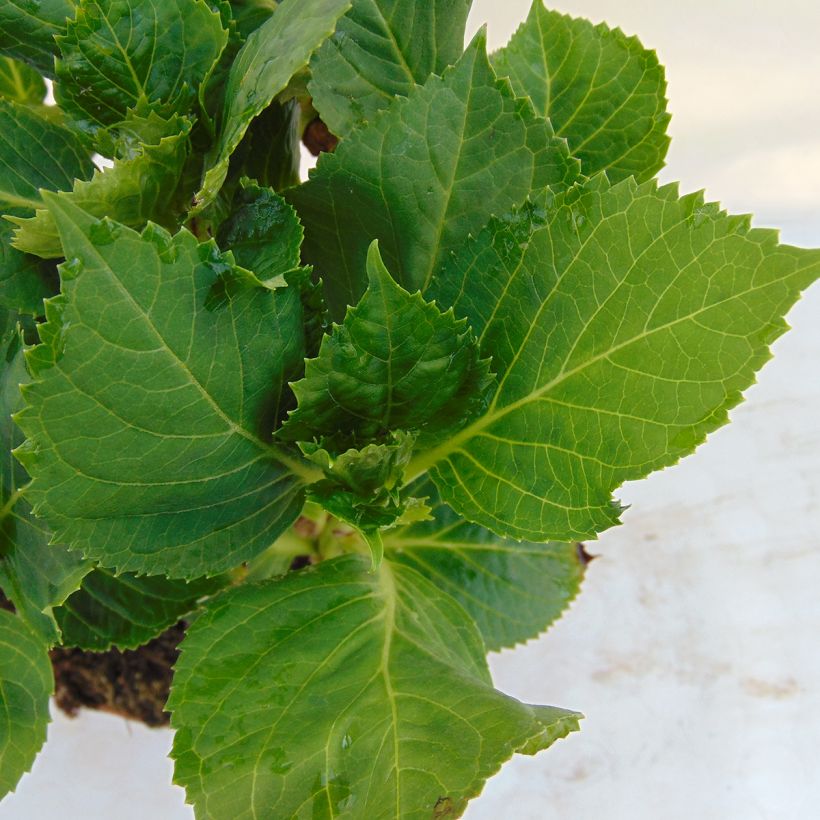 Hydrangea macrophylla Bela (Foliage)