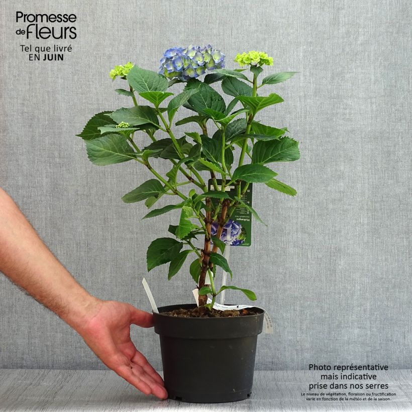 Hydrangea macrophylla Bela 2L/3L pot sample as delivered in summer