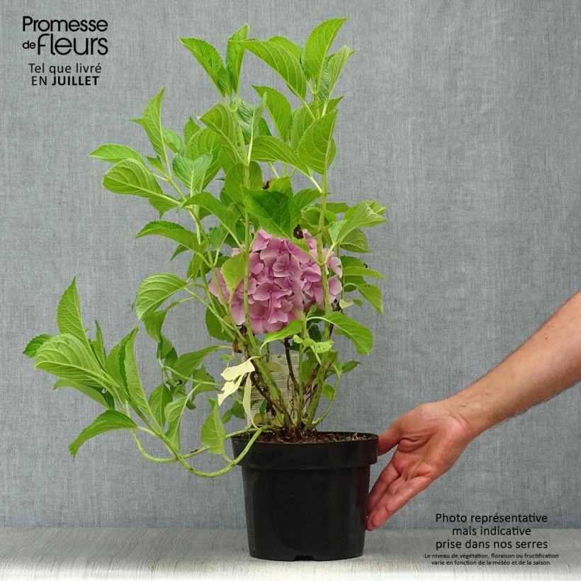 Hydrangea macrophylla Belle Séduction 3L/4L pot sample as delivered in summer