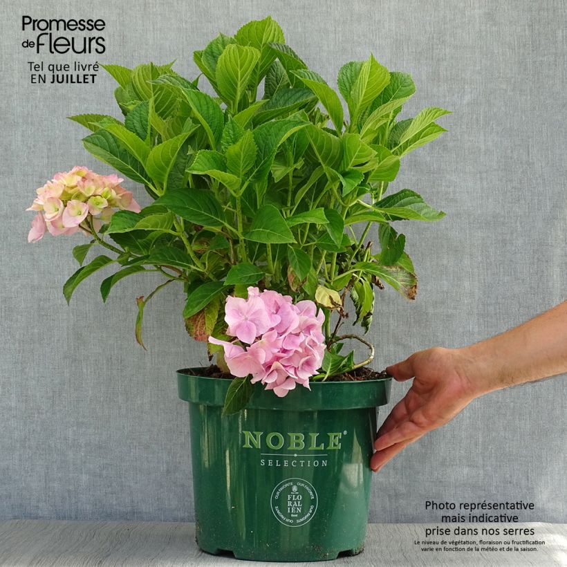 Hydrangea macrophylla Belle Séduction 7.5L/10L pot sample as delivered in summer