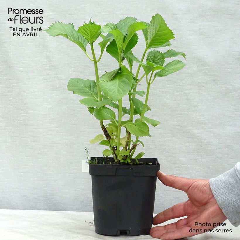 Hydrangea macrophylla Benelux (pink) 2L/3L pot sample as delivered in spring