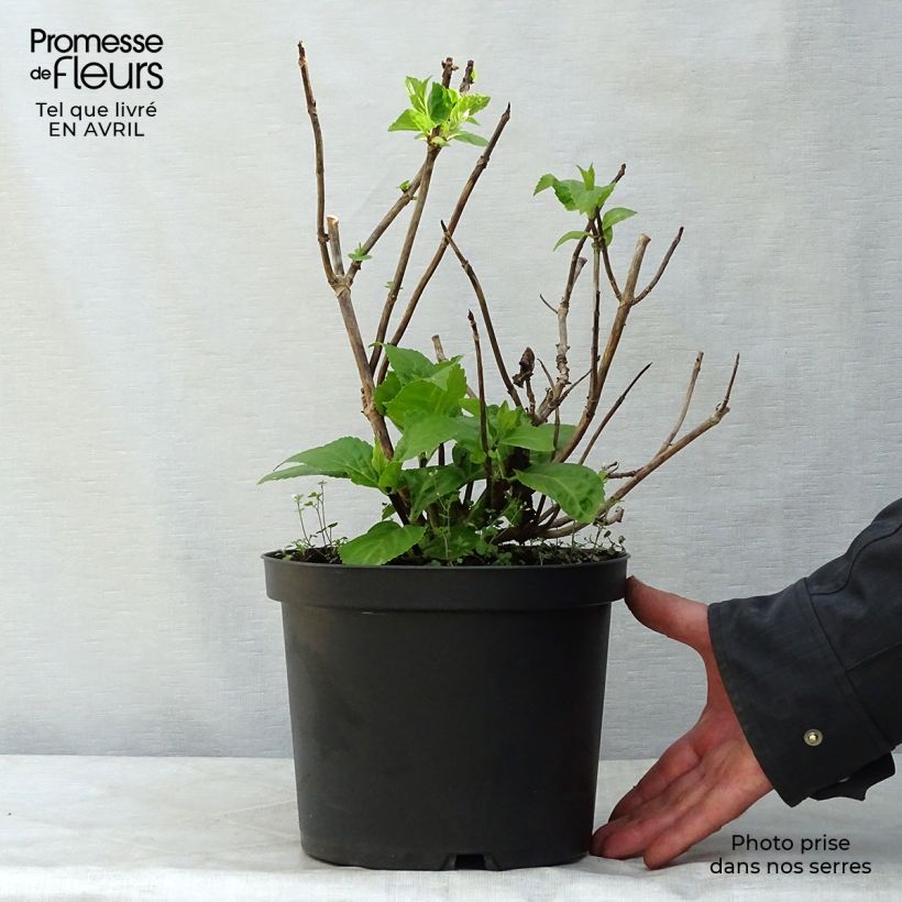 Hydrangea macrophylla Black Steel Zebra 4L/5L pot sample as delivered in spring