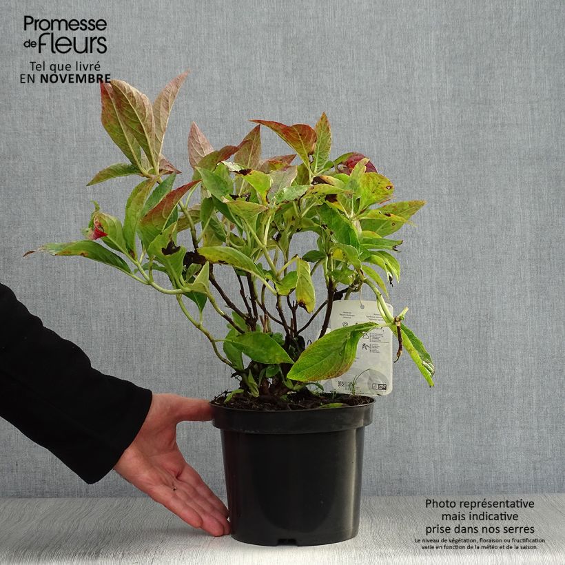 Hydrangea macrophylla Blauer Prinz 2L/3L pot sample as delivered in autumn