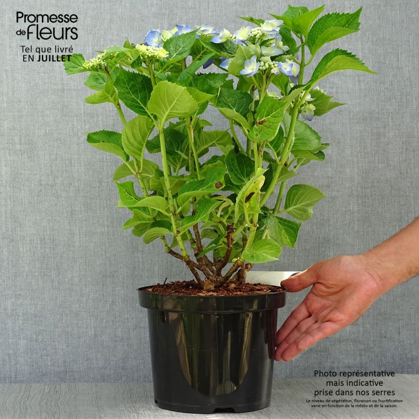 Hydrangea macrophylla Blue Sky 4L/5L pot sample as delivered in summer