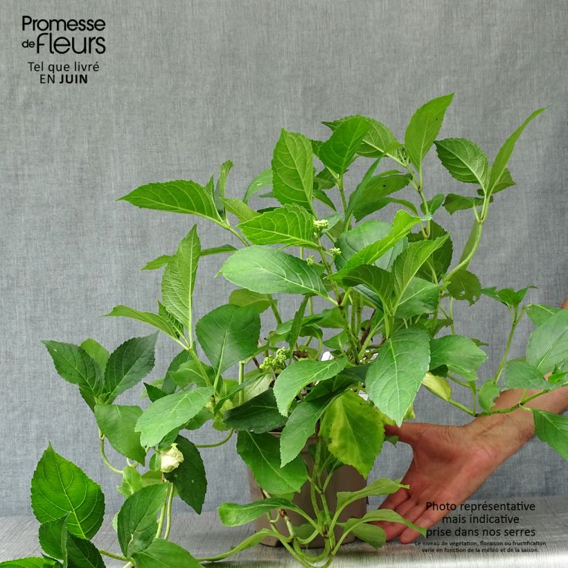 Hydrangea macrophylla Blue Wave 2L/3L pot sample as delivered in summer