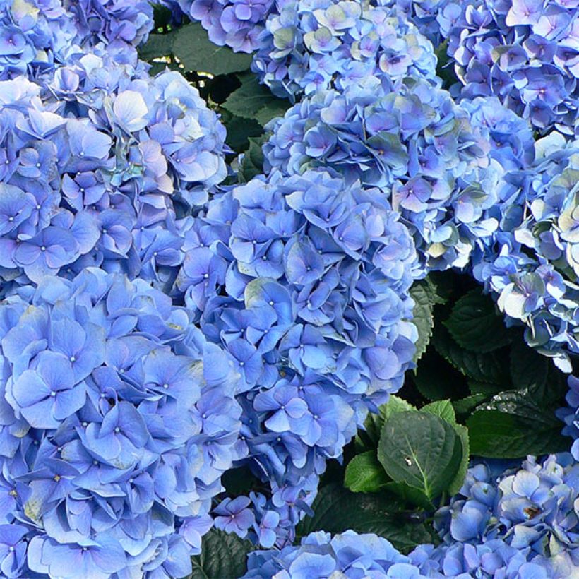 Hydrangea macrophylla Bodensee (Flowering)