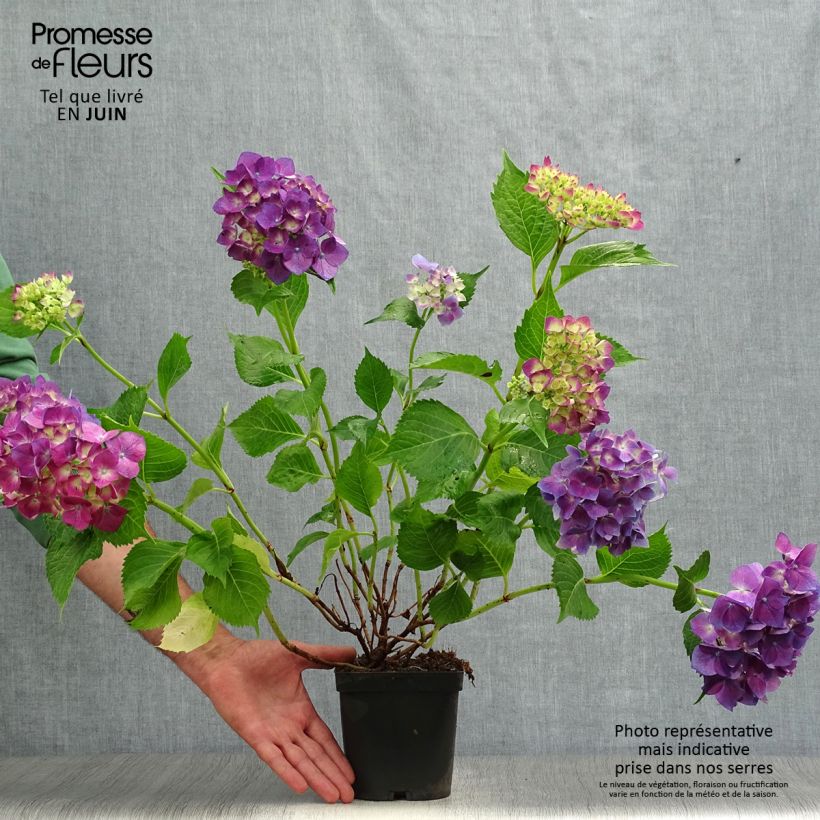 Hydrangea macrophylla Bodensee 2L/3L pot sample as delivered in summer