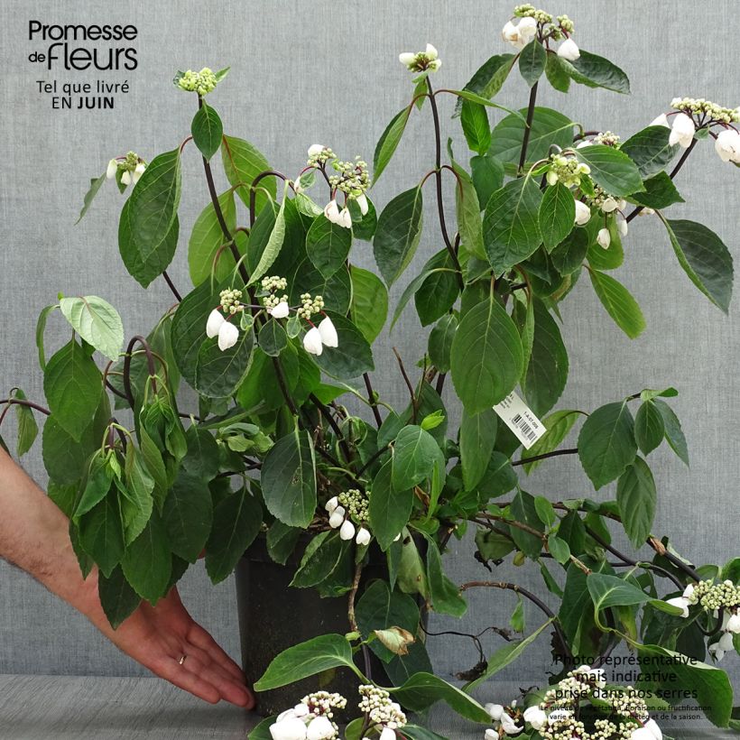 Hydrangea macrophylla Rendez-Vous Choco Chic 4L/5L pot sample as delivered in summer