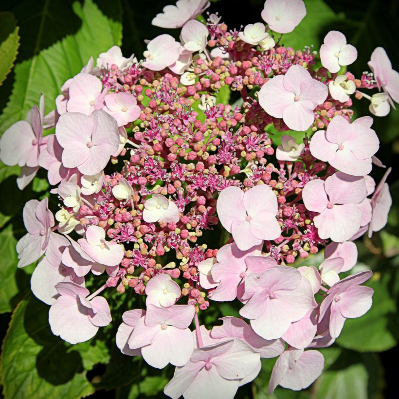 Hydrangea macrophylla Cloudi (Flowering)