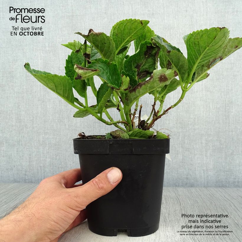Hydrangea macrophylla Constellation 2L/3L pot sample as delivered in autumn